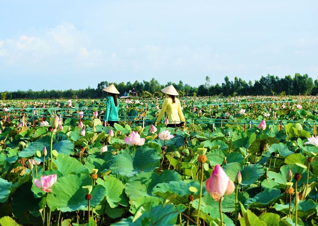 Back to Dong Thap, take a float bridge to watch the lotus garden with vast flowers - 2