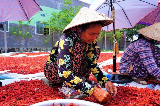 Phồng tay, cay mắt với nghề phơi ớt - 2 Phồng tay, cay mắt với nghề phơi ớt - 2