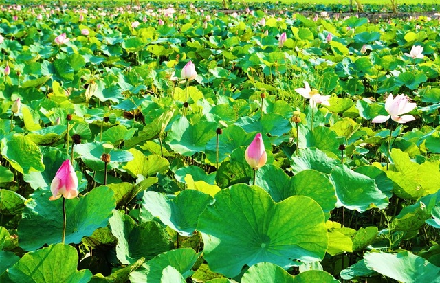 Back to Dong Thap, go to the bridge to see the lotus garden with flowers - 3