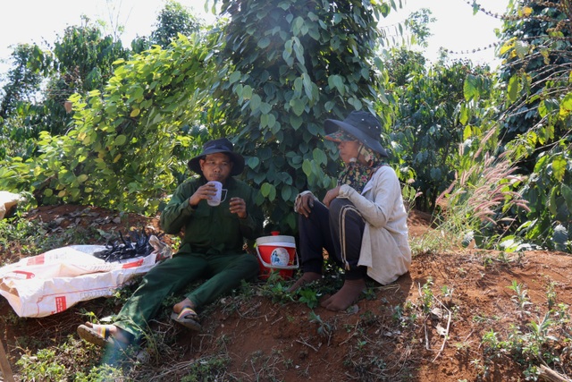 Tai nạn lao động khi hái hồ tiêu gia tăng tại Tây Nguyên - 4 Tai nạn lao động khi hái hồ tiêu gia tăng tại Tây Nguyên - 4