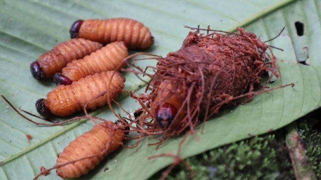 Lào Cai: Ăn sâu cọ bị ngộ độc phải vào viện cấp cứu - 2 Lào Cai: Ăn sâu cọ bị ngộ độc phải vào viện cấp cứu - 2