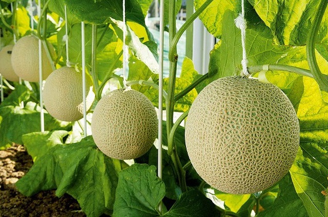Nông dân cho dưa nằm điều hòa, có thành quả siêu đắt đỏ khi bán ra - 2 Nông dân cho dưa nằm điều hòa, có thành quả siêu đắt đỏ khi bán ra - 2