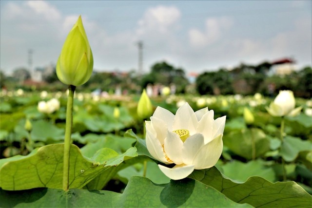Hà Nội: Kiếm tiền triệu từ nghề trồng hoa sen trắng - 2 Hà Nội: Kiếm tiền triệu từ nghề trồng hoa sen trắng - 2