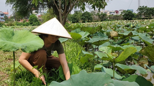 Hà Nội: Kiếm tiền triệu từ nghề trồng hoa sen trắng - 5 Hà Nội: Kiếm tiền triệu từ nghề trồng hoa sen trắng - 5