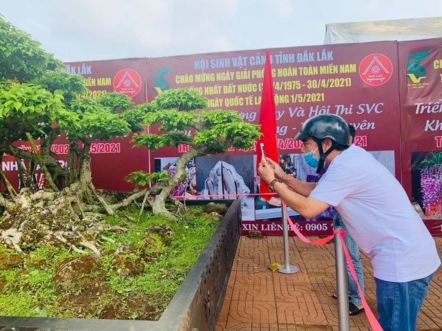 Cây sanh có dáng cực độc chỉ để ngắm vì chủ nhất quyết không bán - 11 Cây sanh có dáng cực độc chỉ để ngắm vì chủ nhất quyết không bán - 11