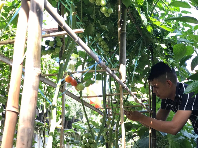 Vườn 60m2 đủ loại rau trái, vợ chồng trẻ ở Quảng Nam không phải đi chợ - 3