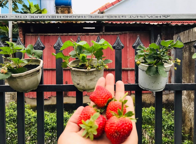Vườn 60m2 đủ loại rau trái, vợ chồng trẻ ở Quảng Nam không phải đi chợ - 4 Vườn 60m2 đủ loại rau trái, vợ chồng trẻ ở Quảng Nam không phải đi chợ - 4