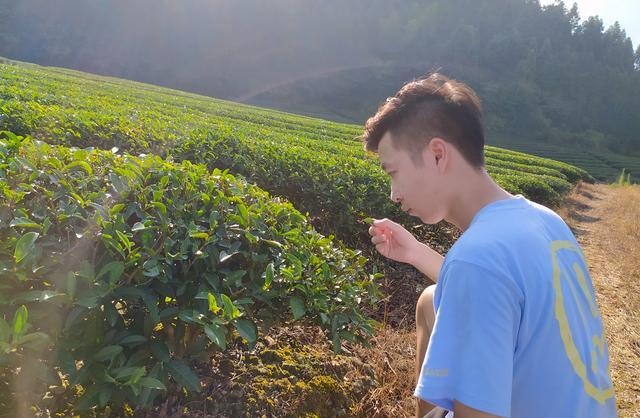 Chàng trai trẻ tậu ô tô, làm giàu nhờ về quê khởi nghiệp từ bán trà - 1 Chàng trai trẻ tậu ô tô, làm giàu nhờ về quê khởi nghiệp từ bán trà - 1