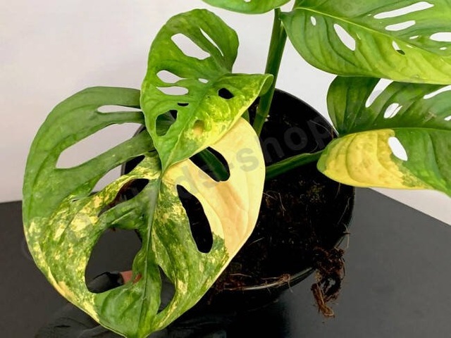 Trầu bà xẻ lá Nam Mỹ là cây gì mà dân buôn đôn giá tiền tỉ? - 4 Trầu bà xẻ lá Nam Mỹ là cây gì mà dân buôn đôn giá tiền tỉ? - 4