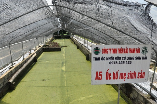 Chi tiết 68 về mô hình nuôi ốc nhồi ở thanh hóa mới nhất  Tin học Đông Hòa