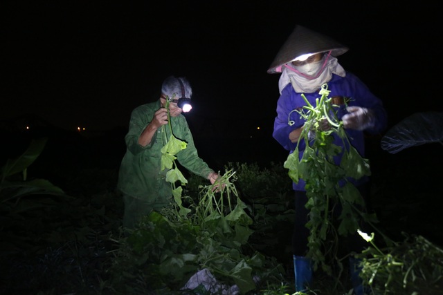Hà Nội: Dậy từ 1h cắt rau bí, người trồng rau thu hàng chục triệu đồng/vụ - 7 Hà Nội: Dậy từ 1h cắt rau bí, người trồng rau thu hàng chục triệu đồng/vụ - 7