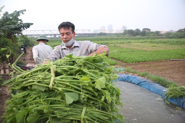 Hà Nội: Dậy từ 1h cắt rau bí, người trồng rau thu hàng chục triệu đồng/vụ - 8 Hà Nội: Dậy từ 1h cắt rau bí, người trồng rau thu hàng chục triệu đồng/vụ - 8
