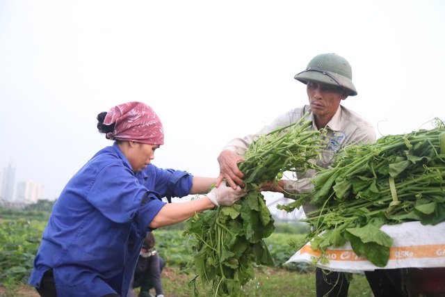 Hà Nội: Dậy từ 1h cắt rau bí, người trồng rau thu hàng chục triệu đồng/vụ - 9 Hà Nội: Dậy từ 1h cắt rau bí, người trồng rau thu hàng chục triệu đồng/vụ - 9