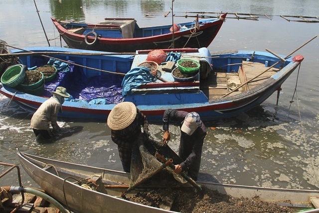 Bình Định: Mưu sinh nghề cào phễnh, vẹm ven đầm Thị Nại - 3 Bình Định: Mưu sinh nghề cào phễnh, vẹm ven đầm Thị Nại - 3