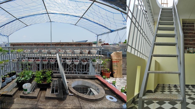 Mẹ đảm Hải Phòng vác đất lên sân thượng, tự tạo nông trại hữu cơ xanh tốt - 2 Mẹ đảm Hải Phòng vác đất lên sân thượng, tự tạo nông trại hữu cơ xanh tốt - 2