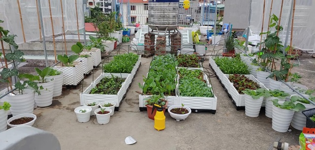 Mẹ đảm Hải Phòng vác đất lên sân thượng, tự tạo nông trại hữu cơ xanh tốt - 3 Mẹ đảm Hải Phòng vác đất lên sân thượng, tự tạo nông trại hữu cơ xanh tốt - 3