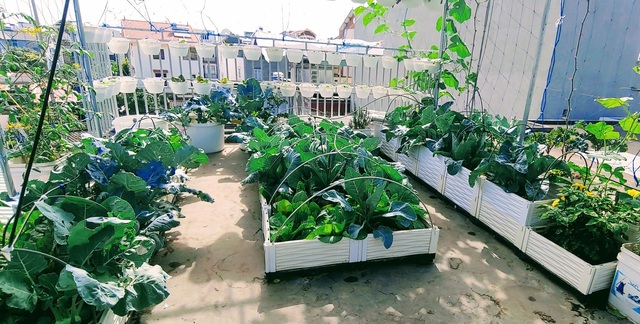 Mẹ đảm Hải Phòng vác đất lên sân thượng, tự tạo nông trại hữu cơ xanh tốt - 8 Mẹ đảm Hải Phòng vác đất lên sân thượng, tự tạo nông trại hữu cơ xanh tốt - 8