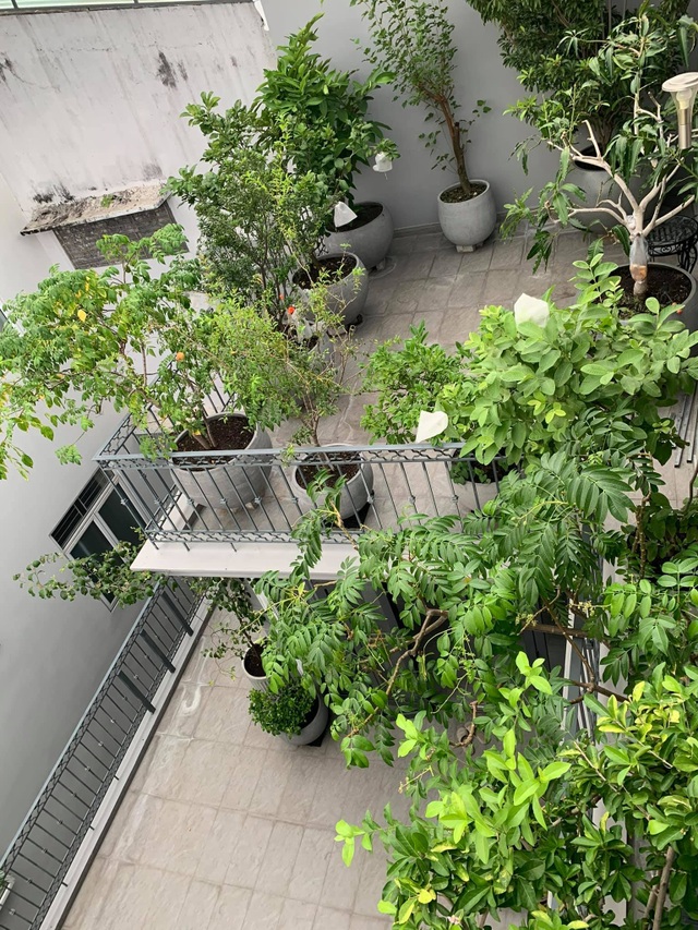 Mát mắt với nhà phố ở Sài Gòn ngập cây xanh, trĩu trịt hoa trái - 2 Mát mắt với nhà phố ở Sài Gòn ngập cây xanh, trĩu trịt hoa trái - 2