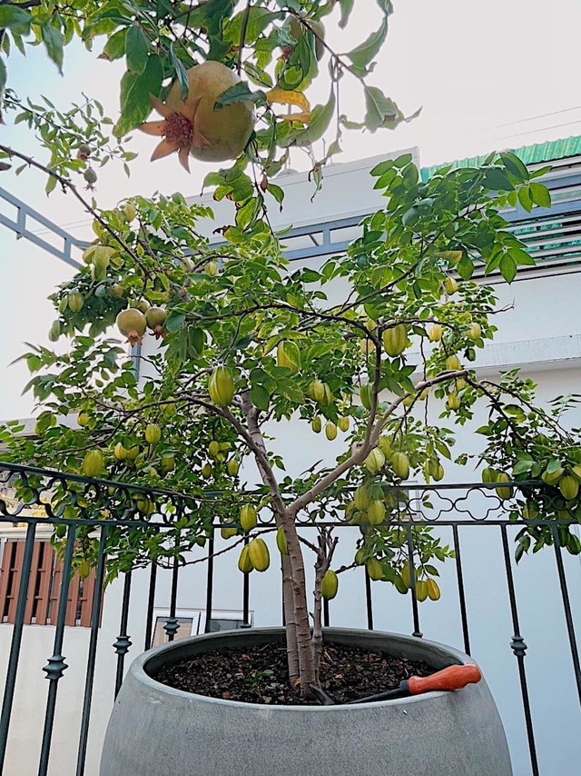 Mát mắt với nhà phố ở Sài Gòn ngập cây xanh, trĩu trịt hoa trái - 6 Mát mắt với nhà phố ở Sài Gòn ngập cây xanh, trĩu trịt hoa trái - 6