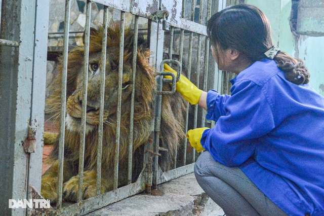 Strangely, the woman of 20 years bathed the tiger, caught lice for the lion - 2