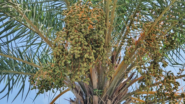 See the row of dates laden with fruit on the most beautiful route in Ha Long City - 7