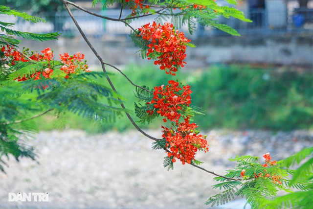 The streets of Hanoi are colorful with red phoenix flowers in May - January