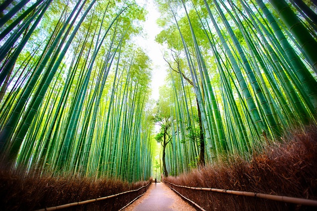 Explore Arashiyama Bamboo Forest - Japan - Canavi