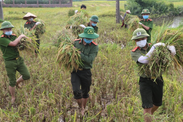 Công an lội ruộng gặt lúa giúp các trường hợp F1, F2 đang phải cách ly - 1