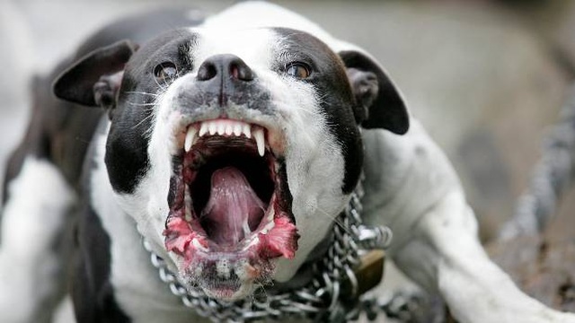 Hàm răng chó Pitbull khỏe cỡ nào mà cắn chết người như bỡn? - 3