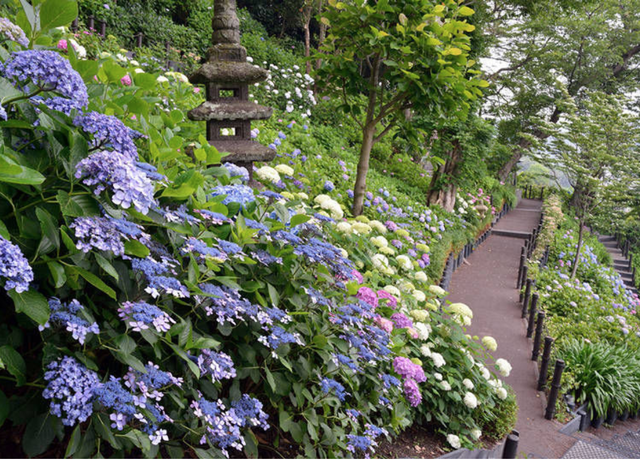 Những vườn hoa cẩm tú cầu đẹp như tranh vẽ gần Thủ đô Tokyo - 1