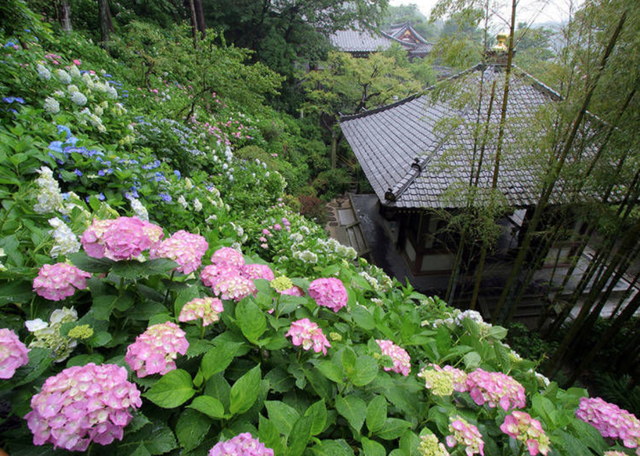 Những vườn hoa cẩm tú cầu đẹp như tranh vẽ gần Thủ đô Tokyo - 2