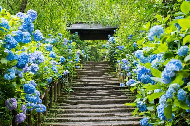 Những vườn hoa cẩm tú cầu đẹp như tranh vẽ gần Thủ đô Tokyo - 4 Những vườn hoa cẩm tú cầu đẹp như tranh vẽ gần Thủ đô Tokyo - 4