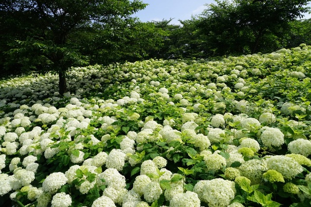 Những vườn hoa cẩm tú cầu đẹp như tranh vẽ gần Thủ đô Tokyo - 9
