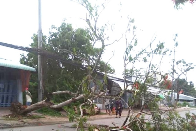 Tuyến đường có cây phượng vĩ đổ đè chết người, nay lại có cây bị đổ - 1 Tuyến đường có cây phượng vĩ đổ đè chết người, nay lại có cây bị đổ - 1