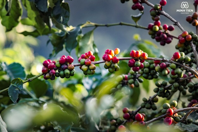 Cà phê Arabica - đặc sản trứ danh của vùng đất Sơn La - 1 Cà phê Arabica - đặc sản trứ danh của vùng đất Sơn La - 1