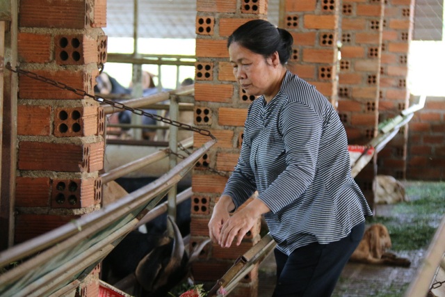 Nuôi dê cho ăn lá thừa, vợ chồng nghỉ hưu kiếm nửa tỷ đồng mỗi năm - 4 Nuôi dê cho ăn lá thừa, vợ chồng nghỉ hưu kiếm nửa tỷ đồng mỗi năm - 4