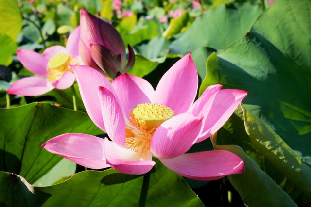 Escape from epidemic, find peaceful nature in the largest lotus field in Quang country - 3