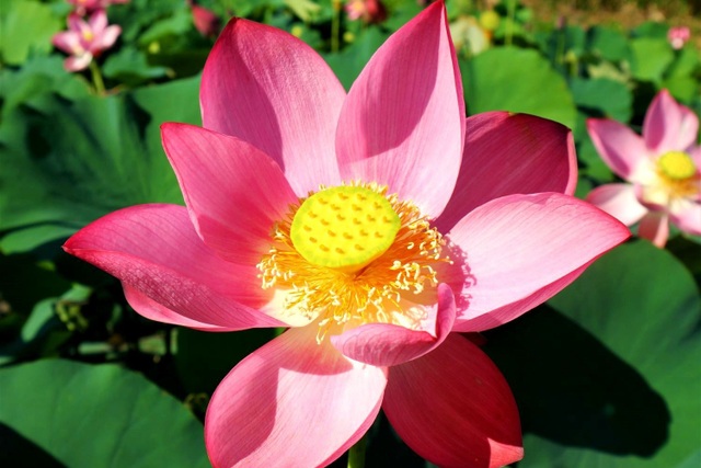 Escape from epidemic, find peaceful nature in the largest lotus field in Quang country - 5