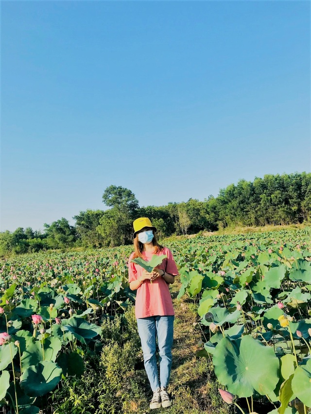 Escape from epidemic, find peaceful nature in the largest lotus field in Quang country - 6