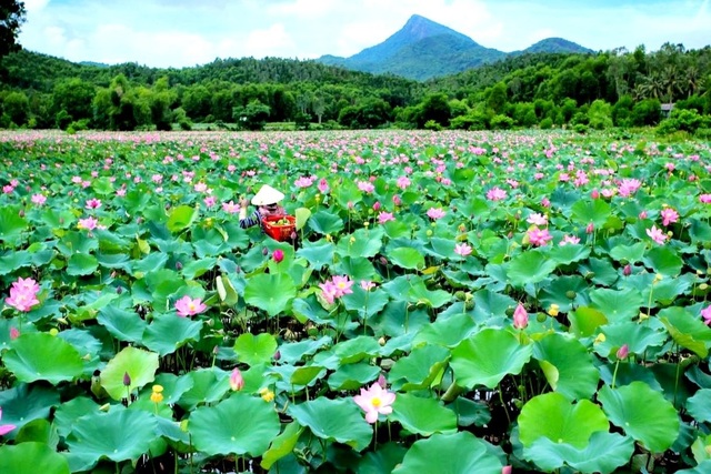 Escape from epidemic, find peaceful nature in the largest lotus field in Quang country - 8