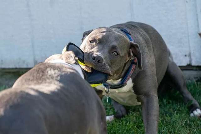 Tại sao vết cắn của chó Pitbull đáng sợ hơn những giống chó khác? | Báo Dân trí Tại Sao Vết Cắn Của Chó Pitbull Đáng Sợ Hơn Những Giống Chó Khác? | Báo Dân Trí