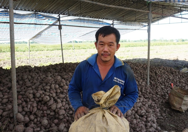Vĩnh Long: Khoai lang đầy ruộng, cho cũng không có người đến lấy - 5 Vĩnh Long: Khoai lang đầy ruộng, cho cũng không có người đến lấy - 5