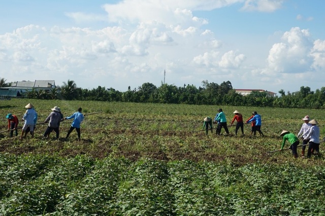 Vĩnh Long: Khoai lang đầy ruộng, cho cũng không có người đến lấy - 8 Vĩnh Long: Khoai lang đầy ruộng, cho cũng không có người đến lấy - 8
