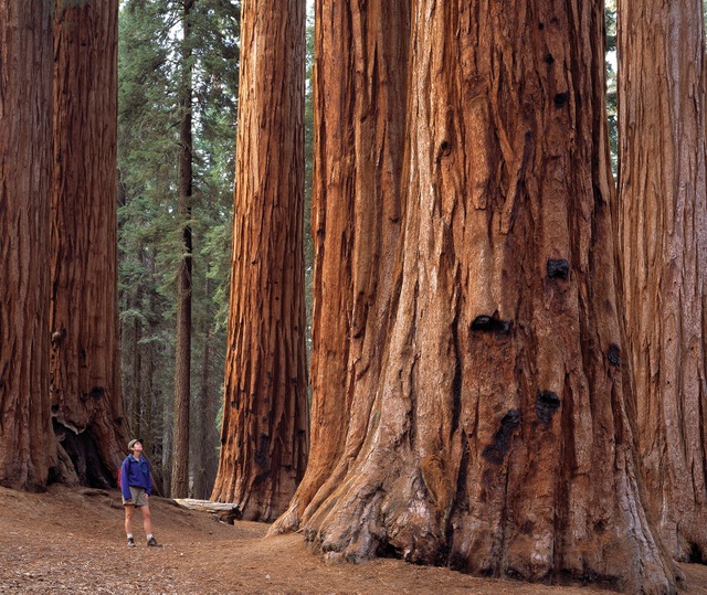 Công viên sở hữu những cây hàng nghìn năm tuổi, to nhất thế giới - 1