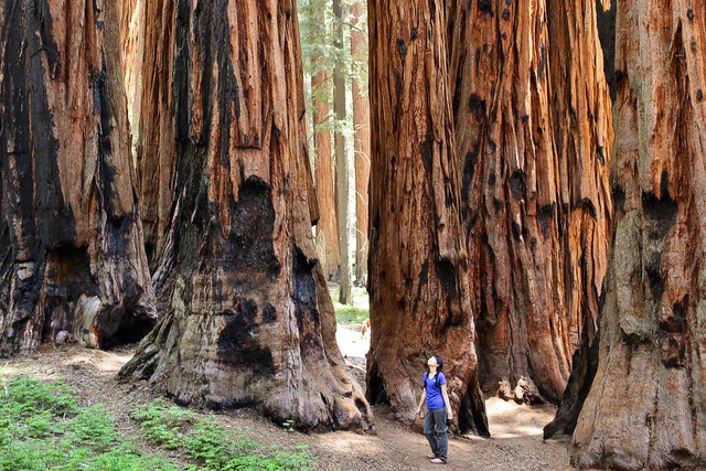 Công viên sở hữu những cây hàng nghìn năm tuổi, to nhất thế giới - 10
