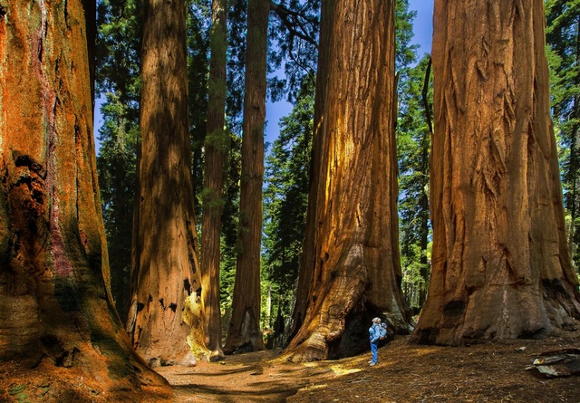Công viên sở hữu những cây hàng nghìn năm tuổi, to nhất thế giới - 9