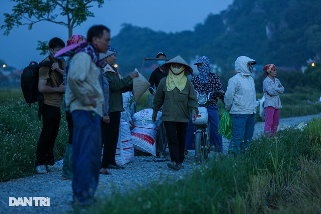 Tránh nắng như thiêu như đốt, nông dân Hà Nội gặt lúa trong đêm - 2 Tránh nắng như thiêu như đốt, nông dân Hà Nội gặt lúa trong đêm - 2