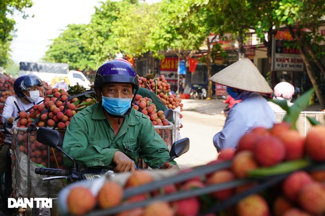 Bắc Giang: Nông dân kêu trời vì giá vải thiều lên xuống thất thường - 15