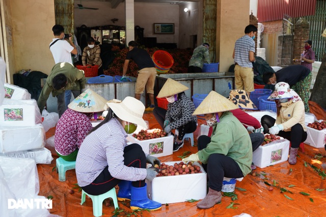 Bắc Giang: Nông dân kêu trời vì giá vải thiều lên xuống thất thường - 8