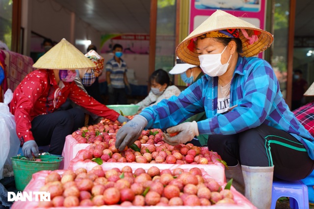 Bắc Giang: Nông dân kêu trời vì giá vải thiều lên xuống thất thường - 10